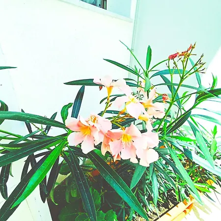 شقة Terrazzo Garibaldi كاتانيا